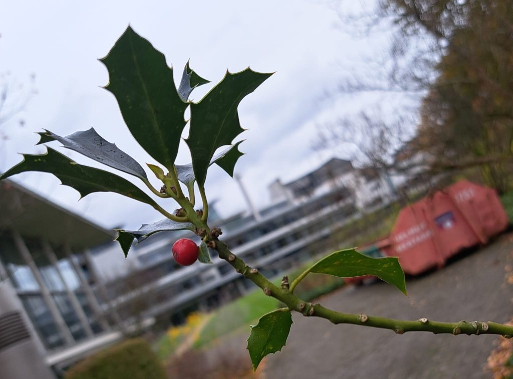 Ein Zweig der Stechpalme im Garten der DNB in Frankfurt am Main